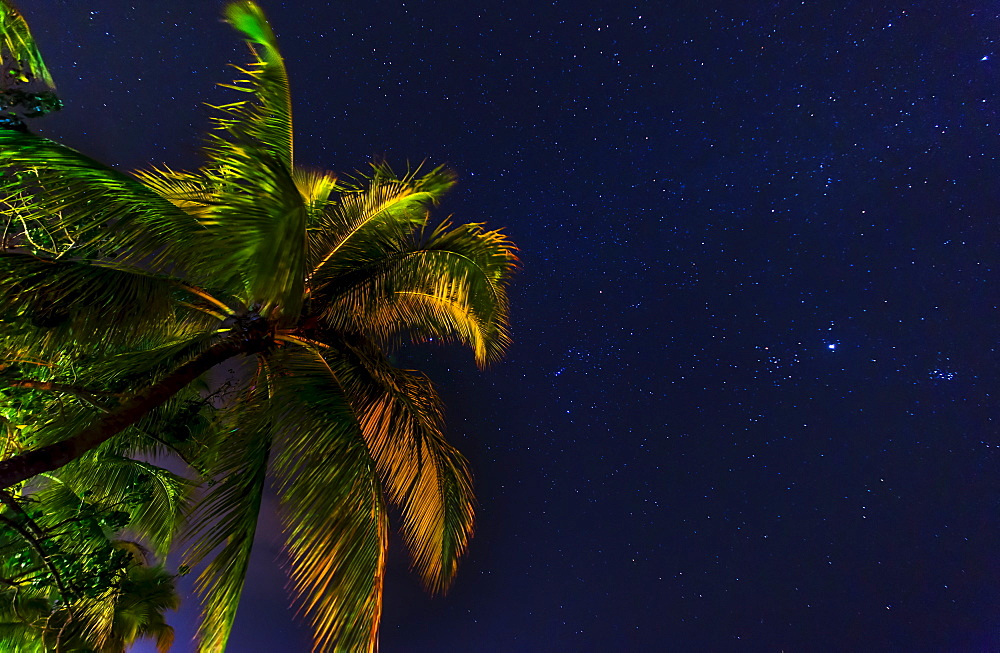 palm tree against starry sky, Jamaica