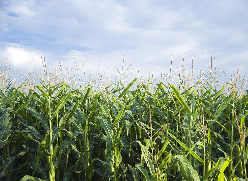 Cornfields in Minnesota USA