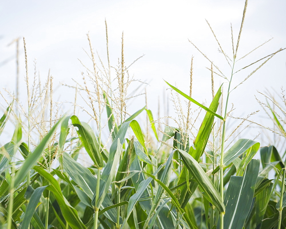 Cornfields in Minnesota USA