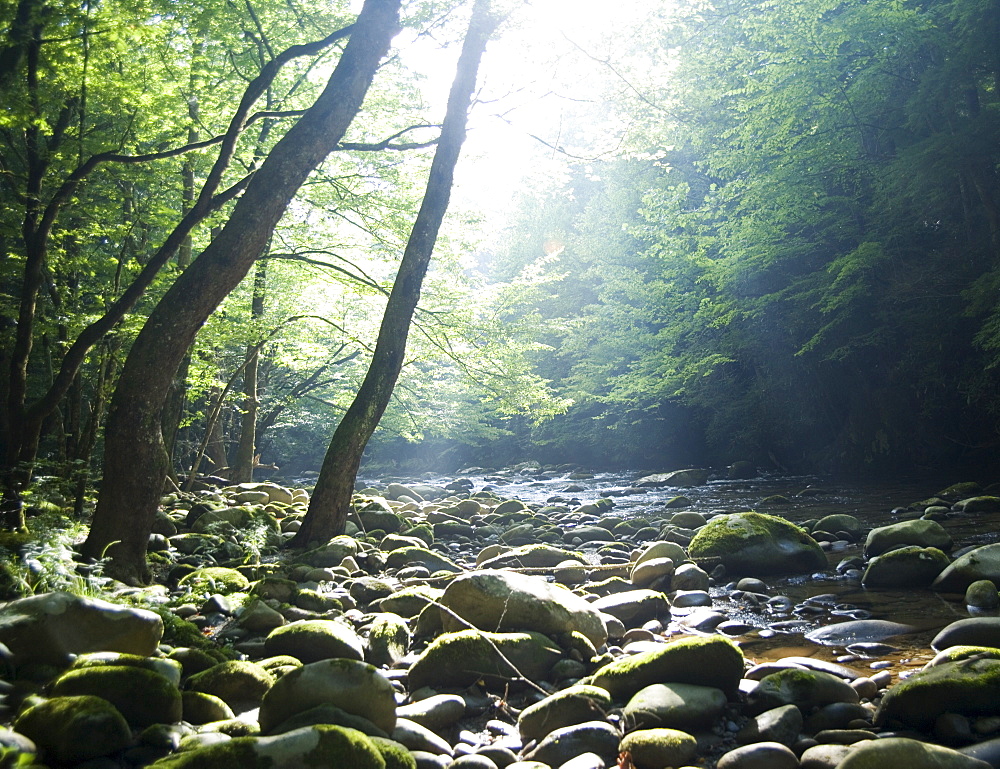 Smoky Mountain National Park USA