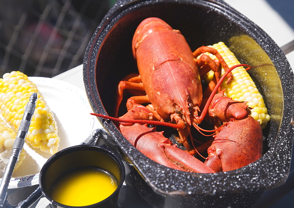 Cooked lobster in pot, Maine, United States