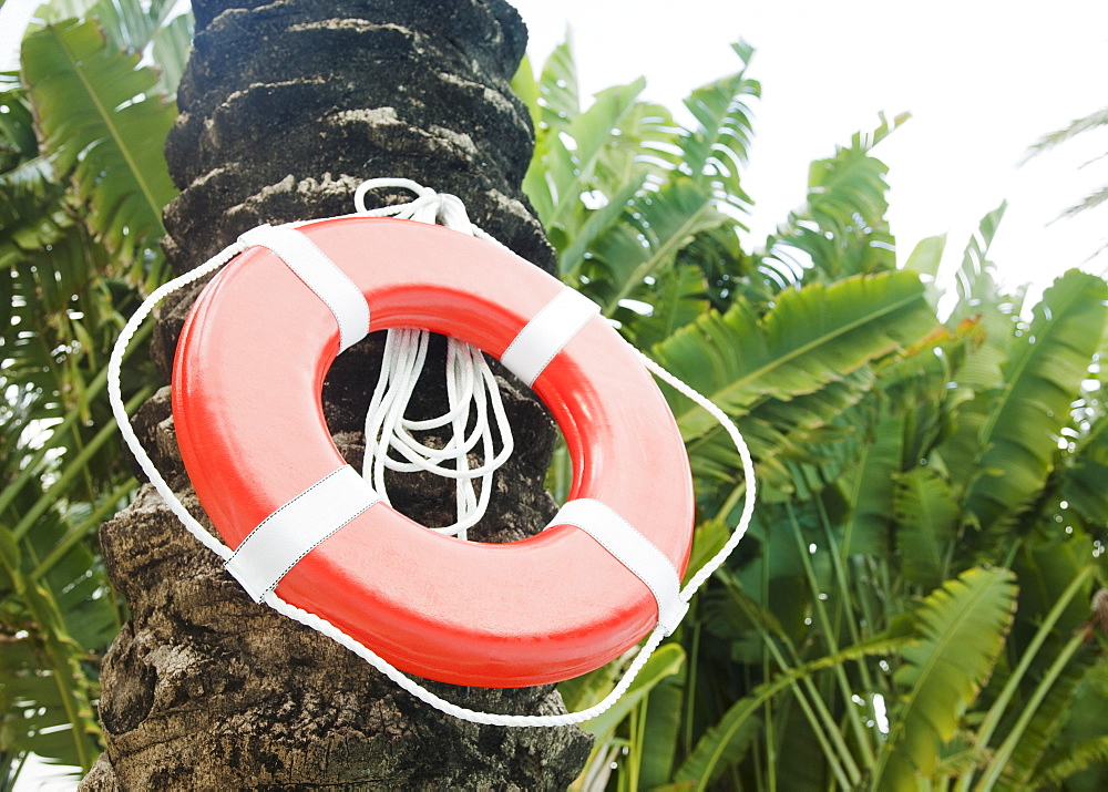 Life preserver hanging on palm tree