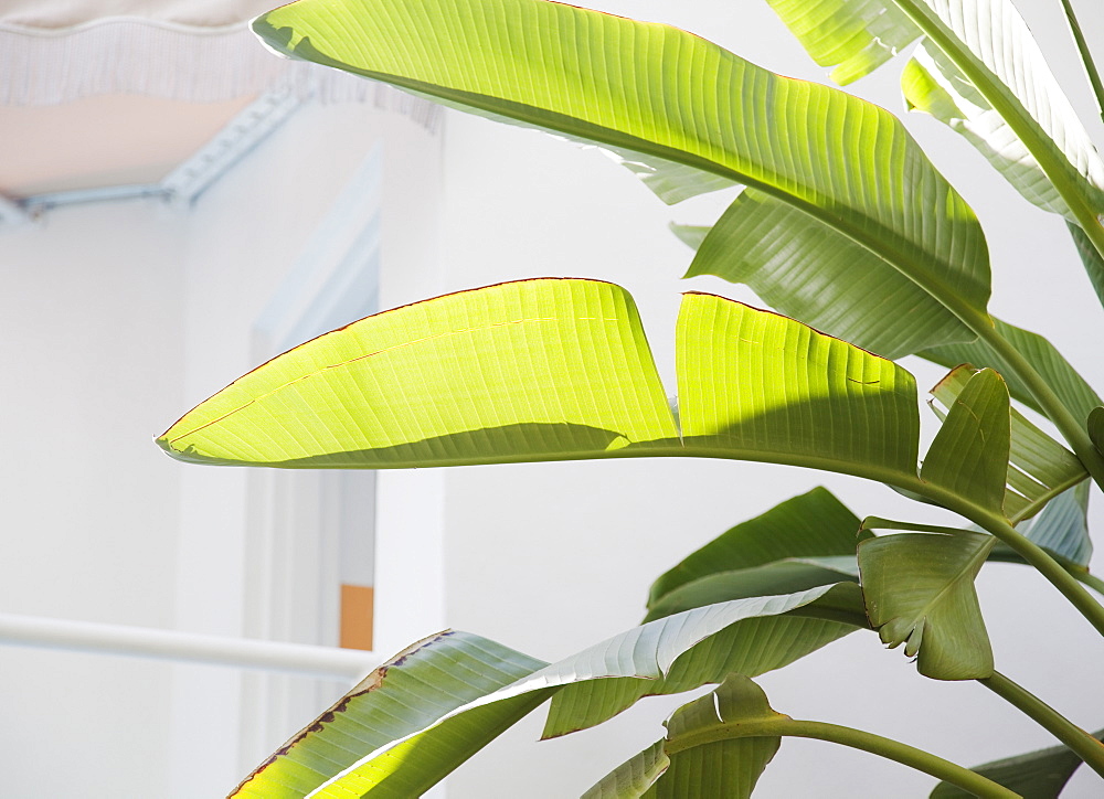 Close up of tropical leaves