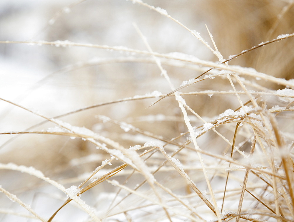 USA, New York State, Rockaway Beach, frozen grass, close-up