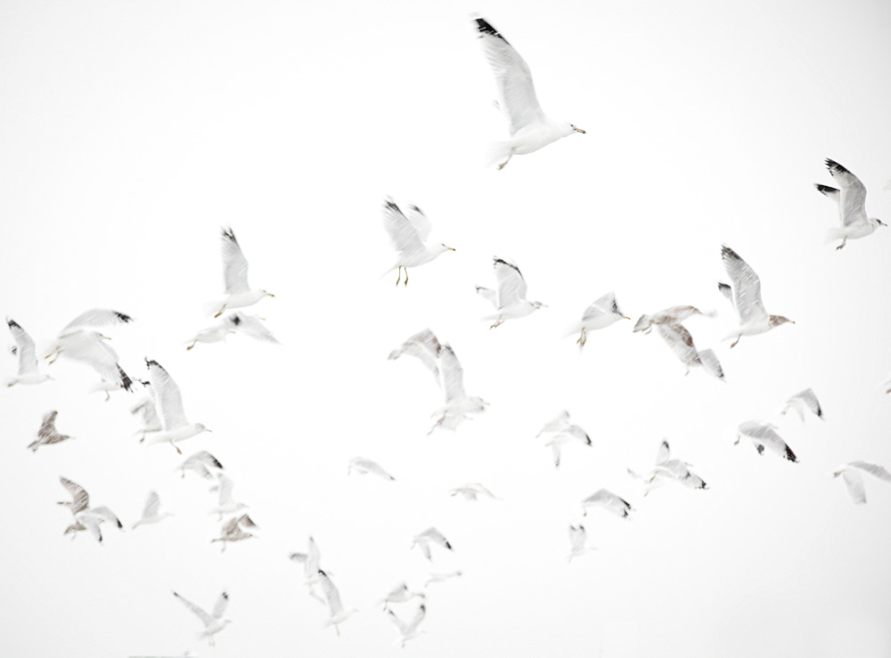 USA, New York State, Rockaway Beach, seagulls in flight