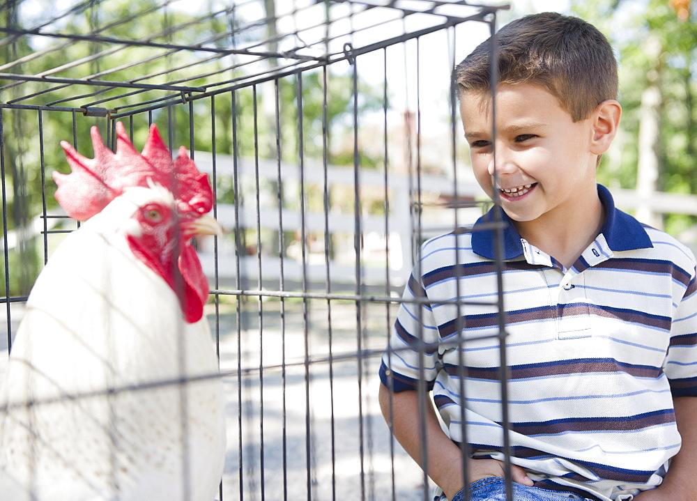 USA, New York, Flanders, Boy (8-9) standing in front of cage with rooster