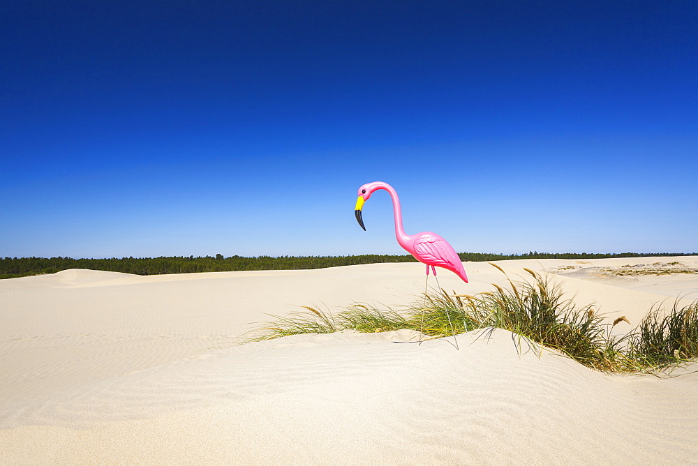 Oregon, Florence, Plastic pink flamingo on sand dune