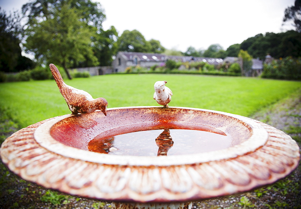 Ireland, County Westmeath, Antique birdbath in back yard