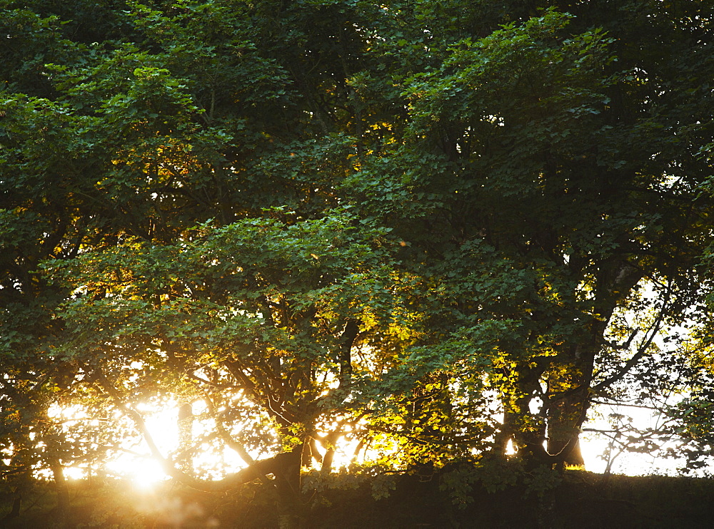 Ireland, County Westmeath, Sunset behind trees