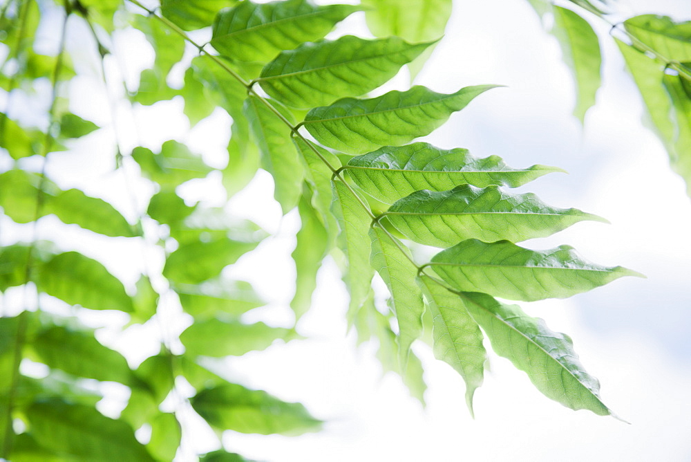 Close up of vine leaf