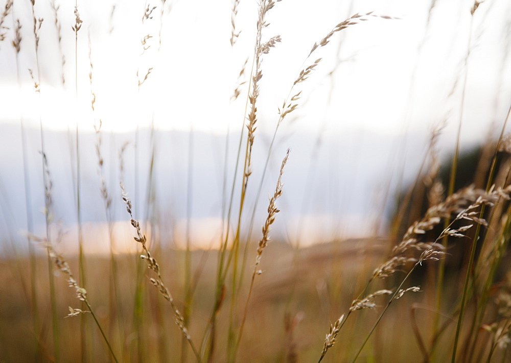 Ireland, County Westmeath, Grass on pasture