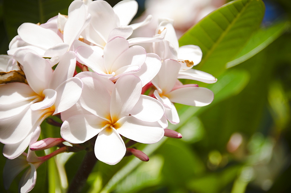 Close-up of plumeria