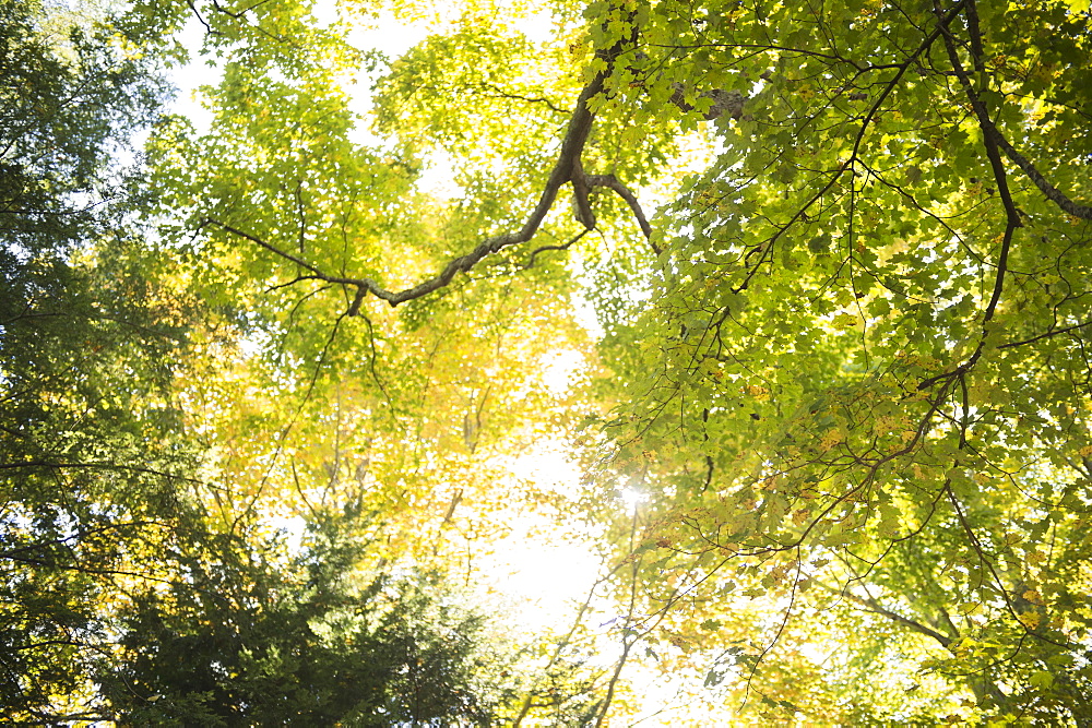 Tree canopy, Newtown, Connecticut