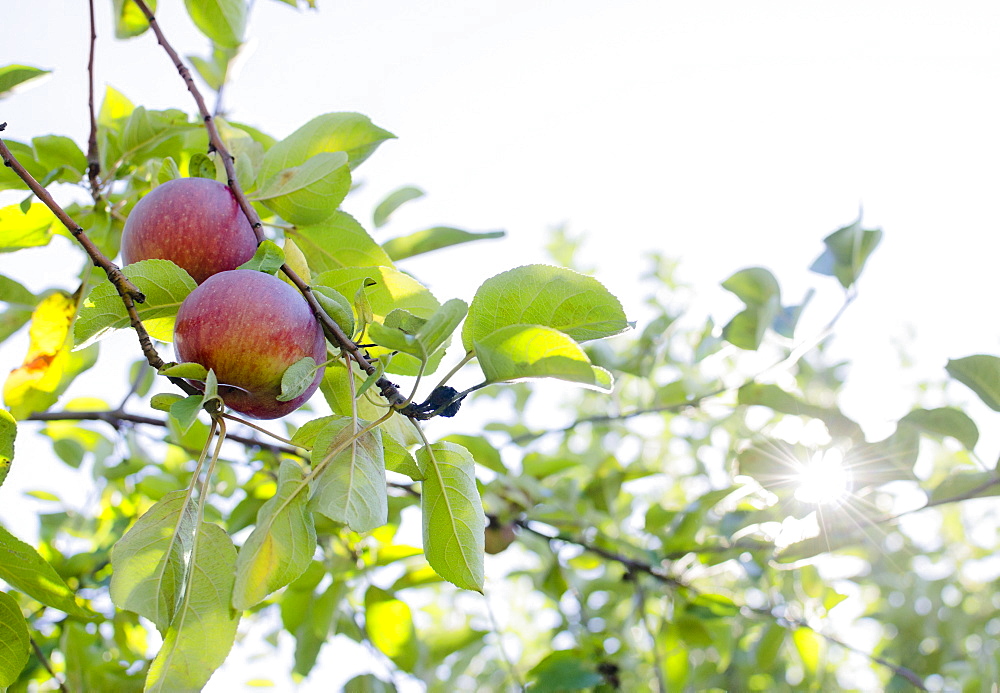 Apples on tree, USA, New York State, Warwick