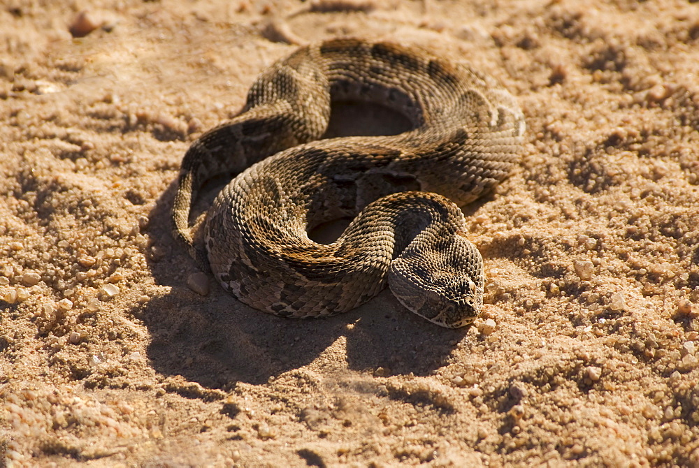 High angle view of coiled snake in sand