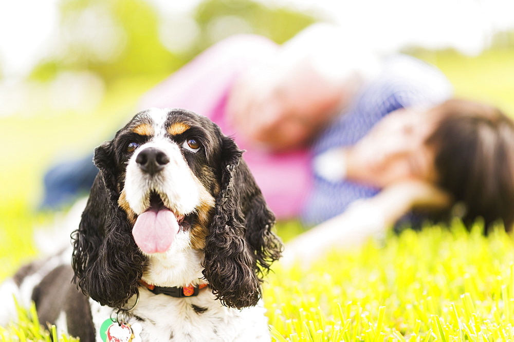 Smiling couple with dog lying in grass