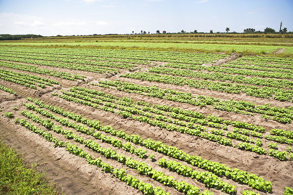 High angle view of basil farm, Florida, United States