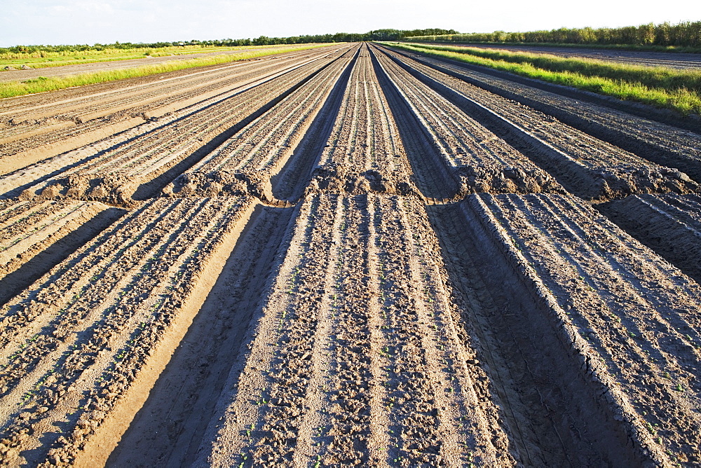 Rows in field, Florida, United States