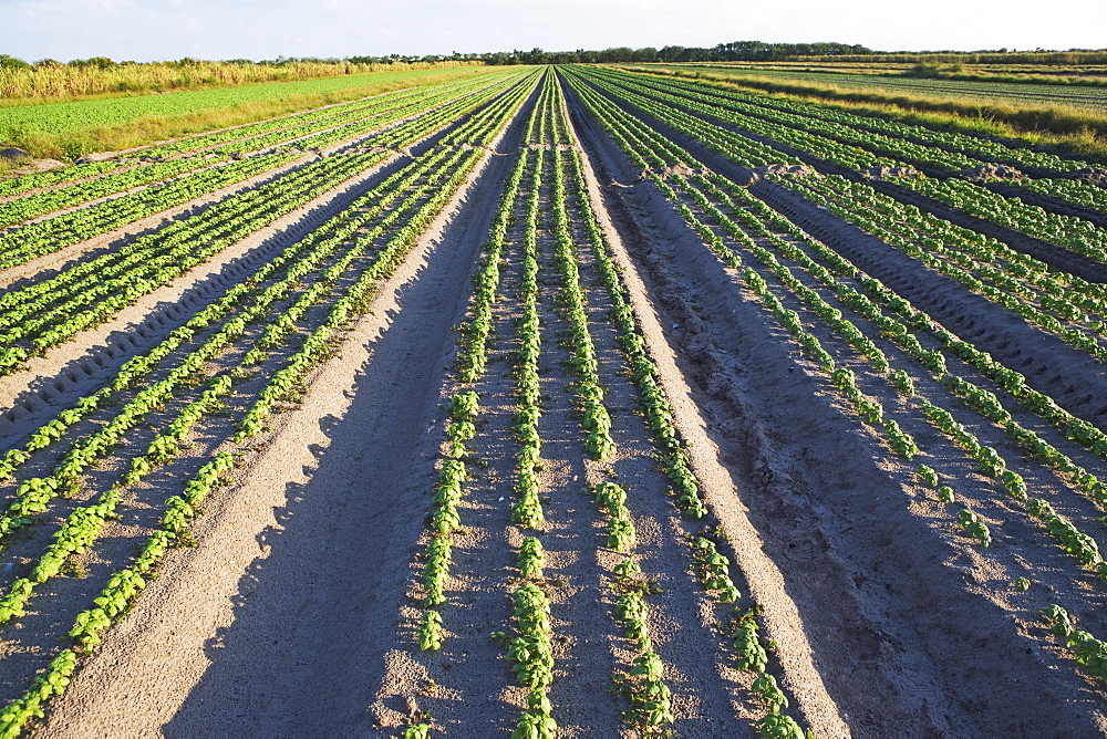 Rows of basil, Florida, United States