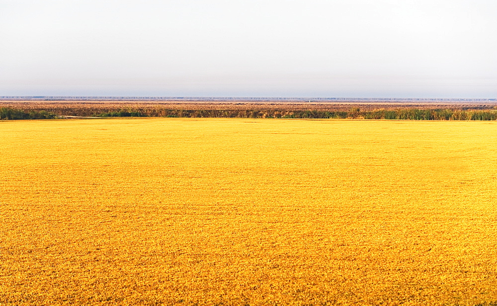 Rural landscape