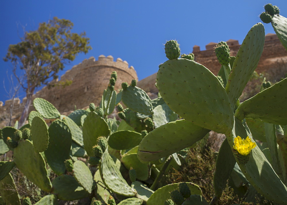 Cacti against fortified wall, Almeria, Spain