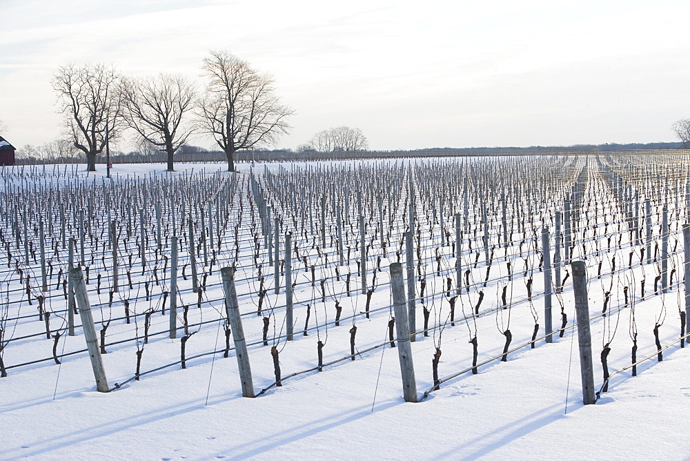 USA, New York, Cutchoge, snow-covered vineyard