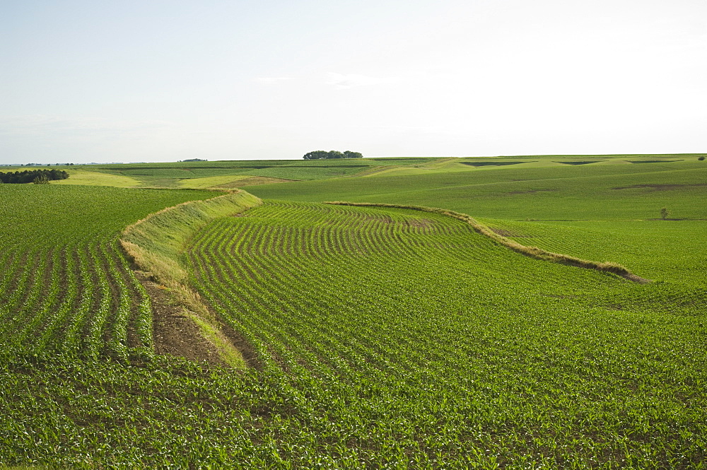 View of corn field