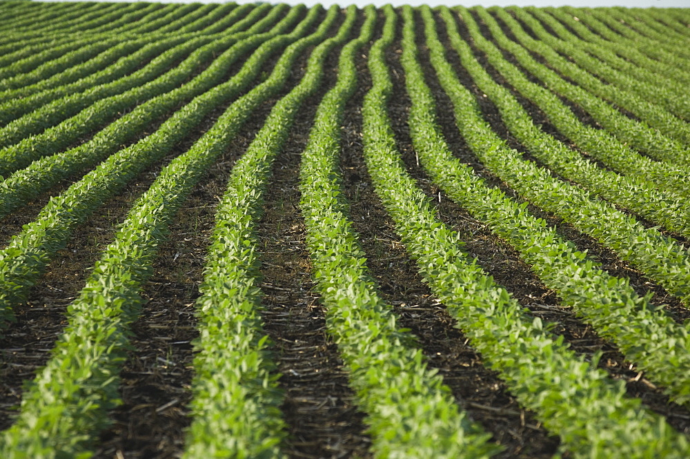 Rows of soy beans in field