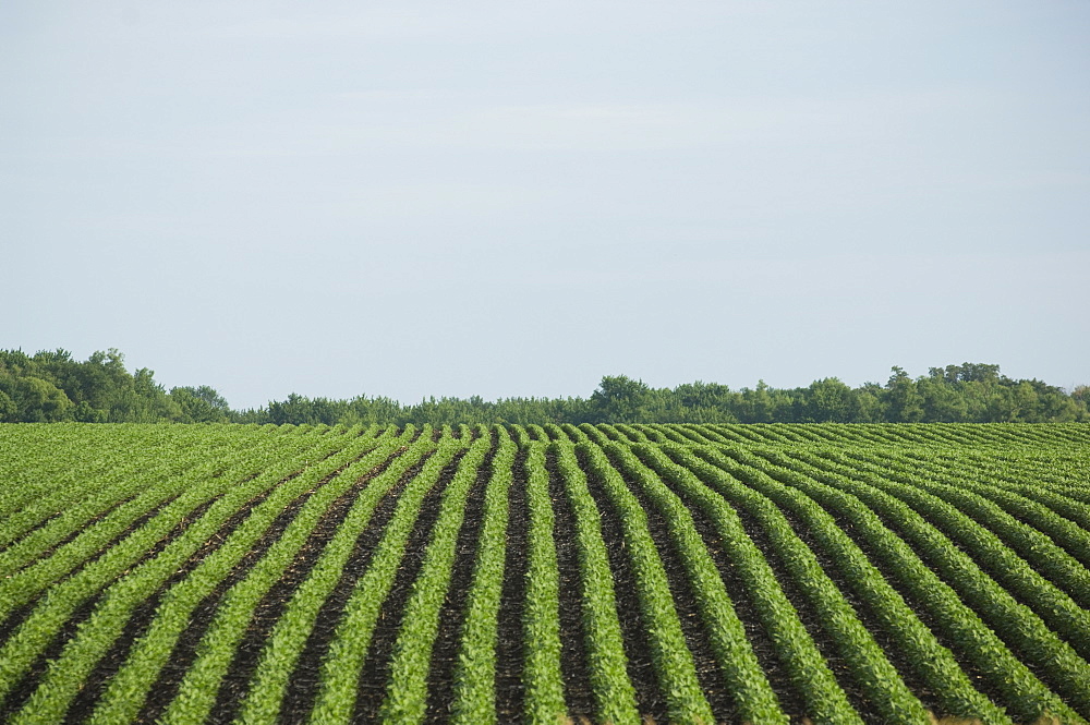 Rows of soy beans in field