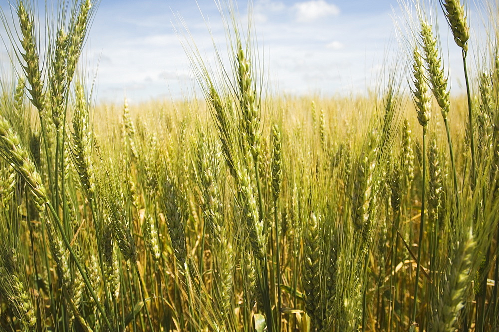 Close up of wheat in field