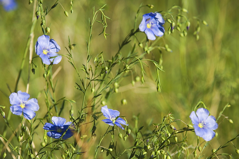 Close up of wild flowers