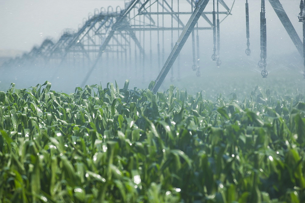 Irrigation over corn field