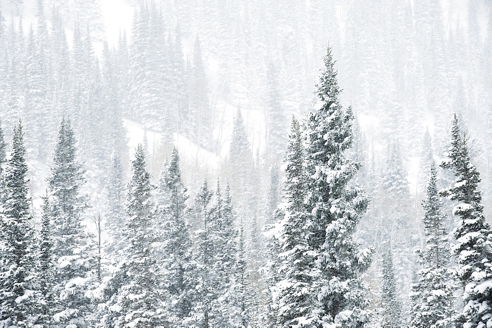 Snow covered trees on mountain, Wasatch Mountains, Utah, United States