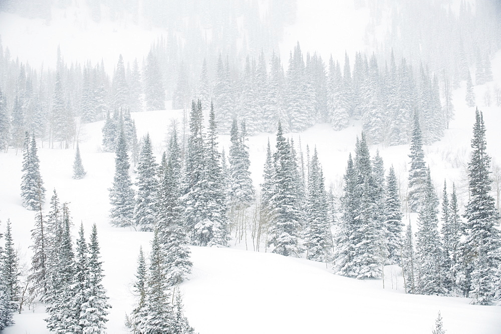 Snow covered trees on mountain, Wasatch Mountains, Utah, United States