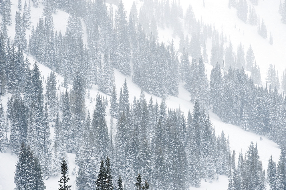 Snow covered trees on mountain, Wasatch Mountains, Utah, United States