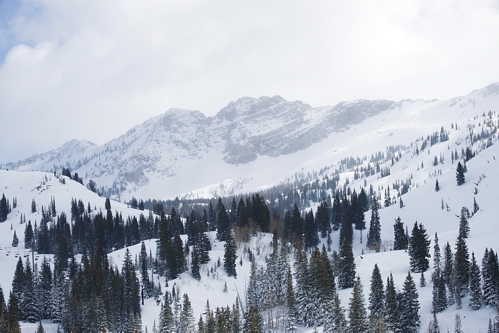 Snow covered trees on mountain, Wasatch Mountains, Utah, United States