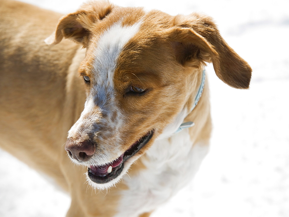 Close up of dog