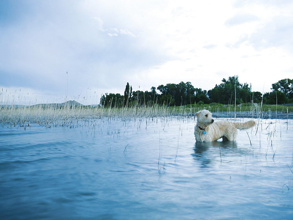 Dog in lake
