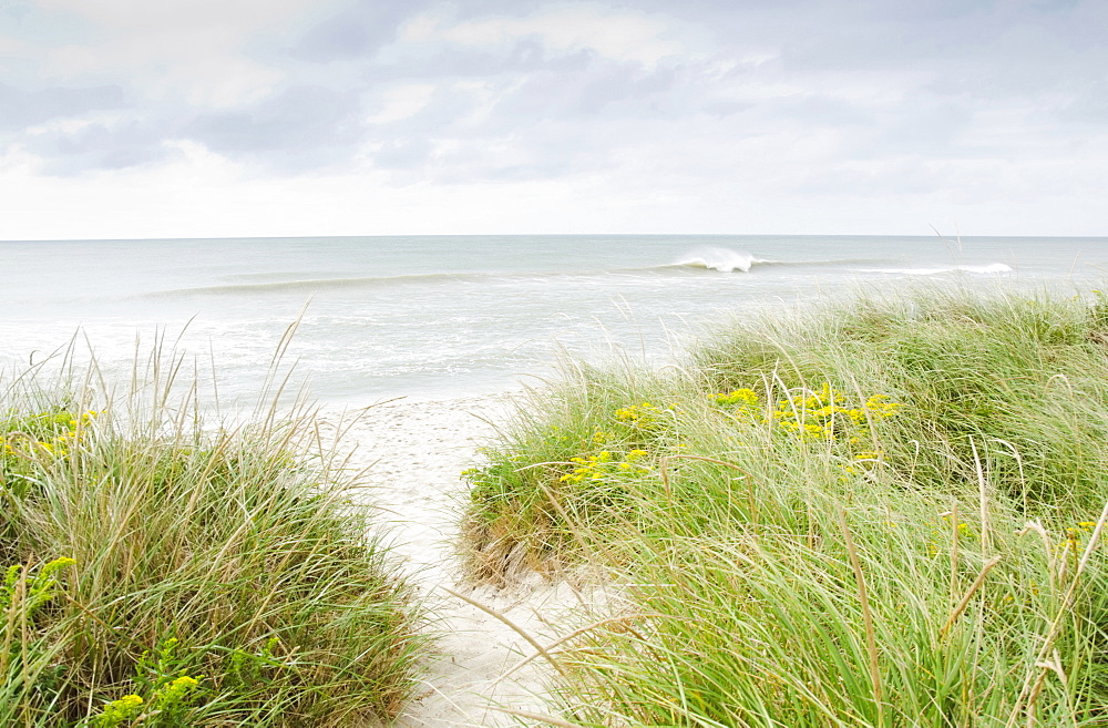 Sandy beach overgrown with marram grass, Nantucket, Massachusetts, USA