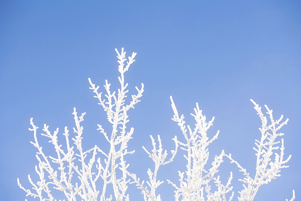 Tree in winter against clear sky