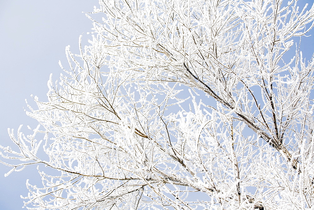 Tree in winter against clear sky