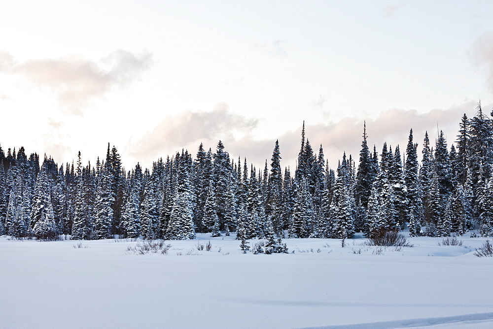 Evergreen trees in snowy, winter scene, USA, Utah, Big Cottonwood Canyon