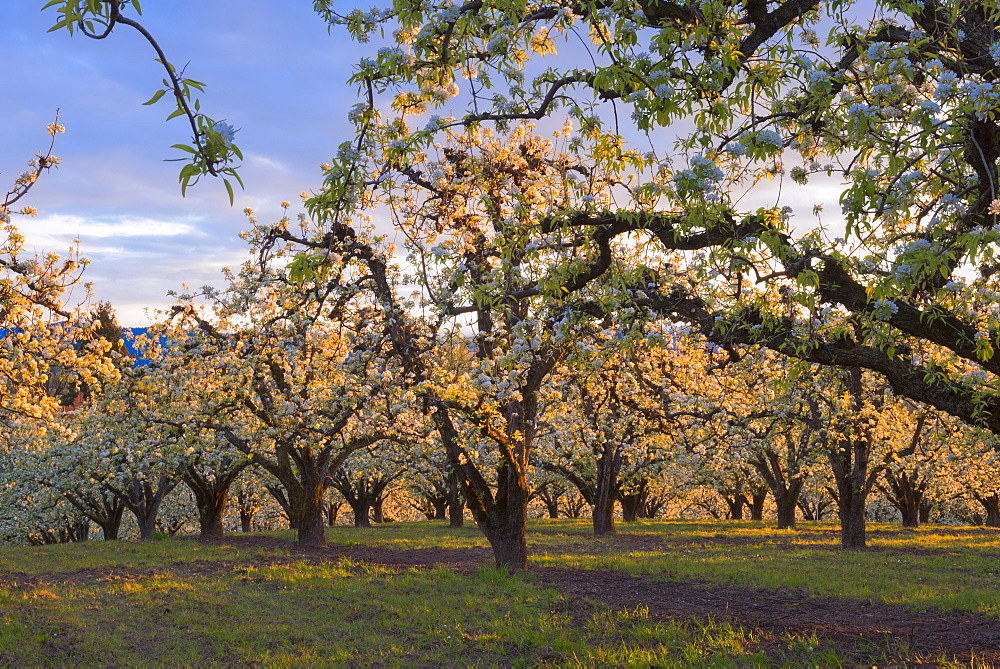 Blooming orchard, Hood River, Hood River, Oregon, USA