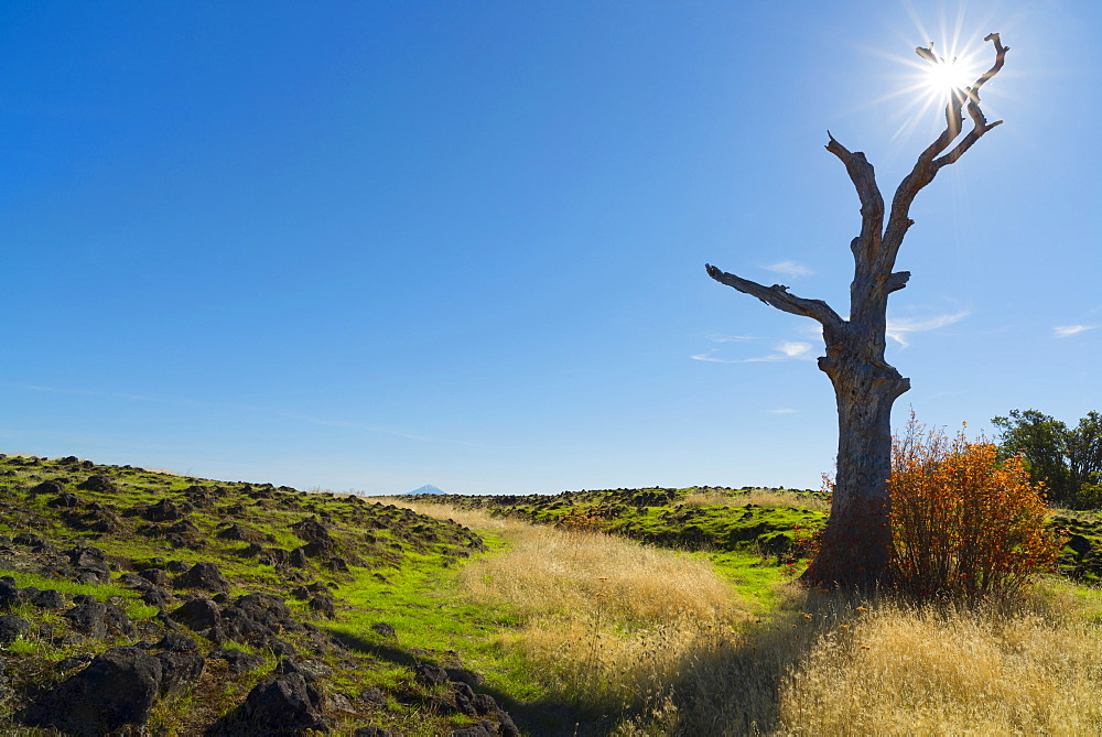 Dead tree next to field on sunny day, Medford, Oregon, USA