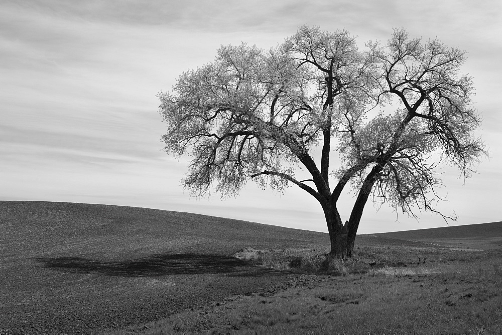 Lone tree on field, Whitman County, Washington