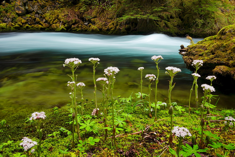 McKenzie River with wildflowers in foreground, Linn County, Oregon