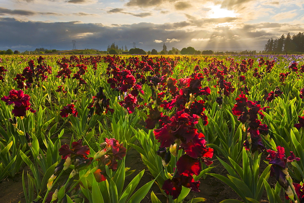 Iris growing on field at sunset, Marion County, Oregon