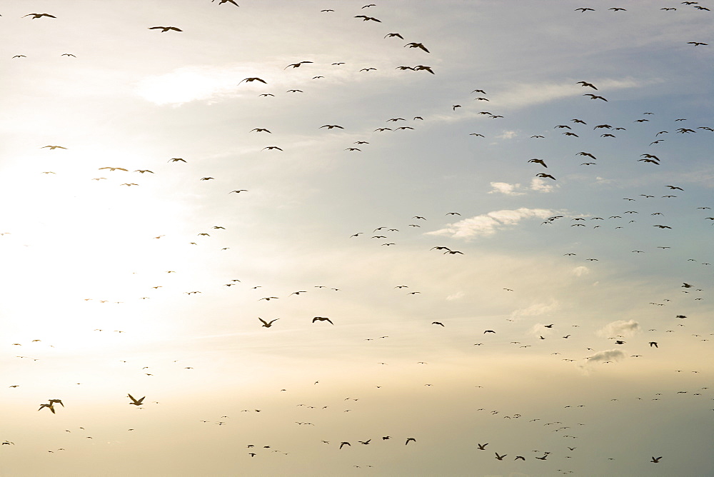 Flock of Gregarious geese flying at sunset