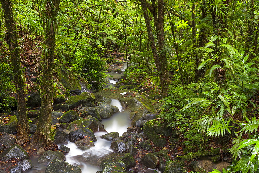 Stream flowing through rainforest, El Yunque, Puerto Rico