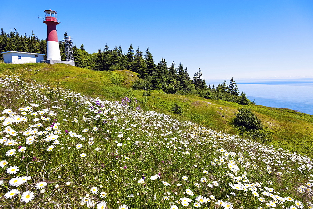 Meadow with flowers and Cape Spencer Lighthouse in background, New Brunswick, Canada